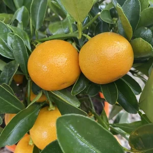 Grafted Orange Calamondin Live Plant - Calamansi Tree - 3 Gallon Pot - Indoor/Outdoor Citrus - Image 2