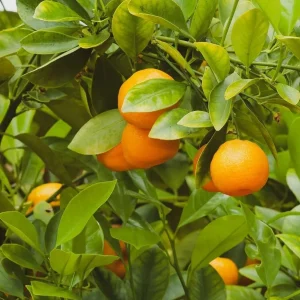 Grafted Orange Calamondin Live Plant - Calamansi Tree - 3 Gallon Pot - Indoor/Outdoor Citrus - Image 3