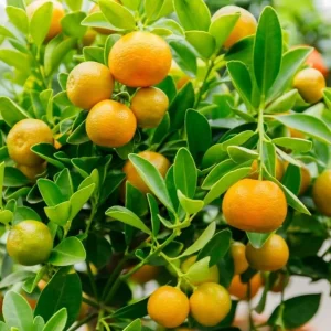 Grafted Orange Calamondin Live Plant - Calamansi Tree - 3 Gallon Pot - Indoor/Outdoor Citrus - Image 4