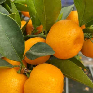 Grafted Orange Calamondin Live Plant - Calamansi Tree - 3 Gallon Pot - Indoor/Outdoor Citrus - Image 5