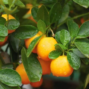 Grafted Orange Calamondin Live Plant - Calamansi Tree - 3 Gallon Pot - Indoor/Outdoor Citrus - Image 6