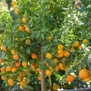 Grafted Orange Calamondin Live Plant - Calamansi Tree - 3 Gallon Pot - Indoor/Outdoor Citrus - Image 7