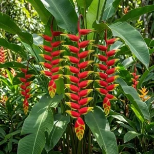 Hanging Lobster Claw Heliconia Rostrata Rhizomes - Live Tropical Plant - Pack of 2, 6-8 Inches - Image 2