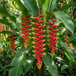 Hanging Lobster Claw Heliconia Rostrata Rhizomes - Live Tropical Plant - Pack of 2, 6-8 Inches - Image 4