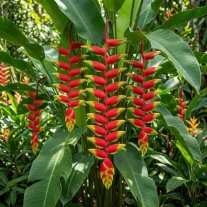 Hanging Lobster Claw Heliconia Rostrata Rhizomes - Live Tropical Plant - Pack of 2, 6-8 Inches - Image 6
