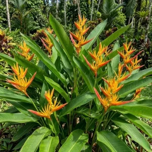 Heliconia Psittacorum Rhizomes Live Plant - 2 Pack Tropical Bird of Paradise, 6-8 Inch Bare Root for Outdoor - Image 1