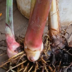 Heliconia Psittacorum Rhizomes - Pack of 2 Tropical Bird of Paradise Bare Root Plants, 6-8 Inches Long, Orange Yellow Flowers, Outdoor - Image 2