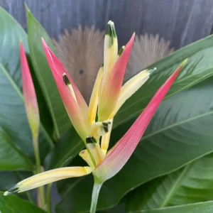 Heliconia Psittacorum Rhizomes - Pack of 2 Tropical Bird of Paradise Bare Root Plants, 6-8 Inches Long, Orange Yellow Flowers, Outdoor - Image 3