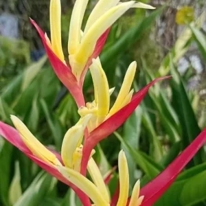 Heliconia Psittacorum Rhizomes - Pack of 2 Tropical Bird of Paradise Bare Root Plants, 6-8 Inches Long, Orange Yellow Flowers, Outdoor - Image 4