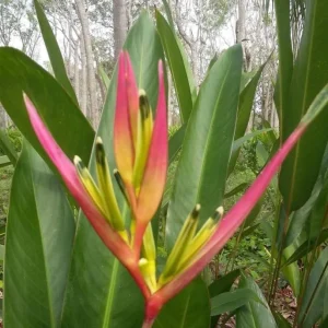 Heliconia Psittacorum Rhizomes - Pack of 2 Tropical Bird of Paradise Bare Root Plants, 6-8 Inches Long, Orange Yellow Flowers, Outdoor - Image 5