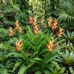 Heliconia Psittacorum Rhizomes - Pack of 2 Tropical Bird of Paradise Bare Root Plants, 6-8 Inches - Image 1