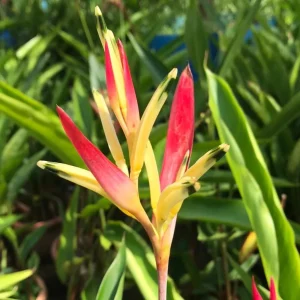 Heliconia Psittacorum Rhizomes - Pack of 2 Tropical Bird of Paradise Bare Root Plants, 6-8 Inches Long, Orange Yellow Flowers, Outdoor - Image 7