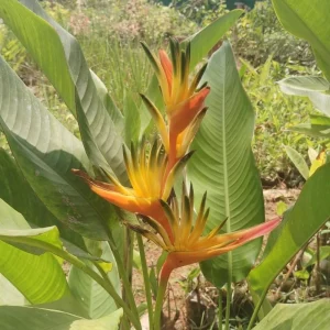 Heliconia Psittacorum Rhizomes - Tropical Bird of Paradise Plant, 2-Pack, 6-8 inch, Outdoor - Image 2