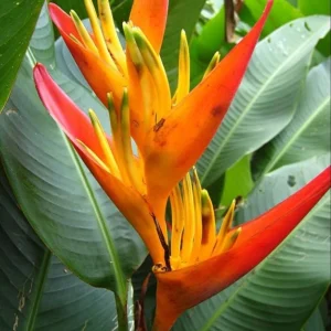 Heliconia Psittacorum Rhizomes - Tropical Bird of Paradise Plant, 2-Pack, 6-8 inch, Outdoor - Image 3