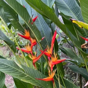 Heliconia Psittacorum Rhizomes - Tropical Bird of Paradise Plant, 2-Pack, 6-8 inch, Outdoor - Image 4