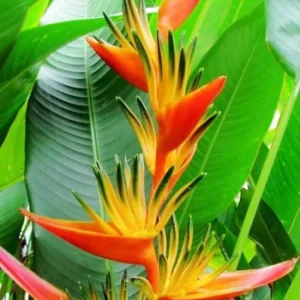 Heliconia Psittacorum Rhizomes - Tropical Bird of Paradise Plant, 2-Pack, 6-8 inch, Outdoor - Image 5