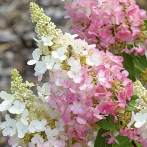 Hydrangea Paniculata Live Plant – Cold Hardy Shrub, 6-12