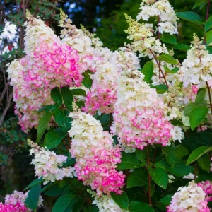 Hydrangea Paniculata Live Plant – Cold Hardy Shrub, 6-12