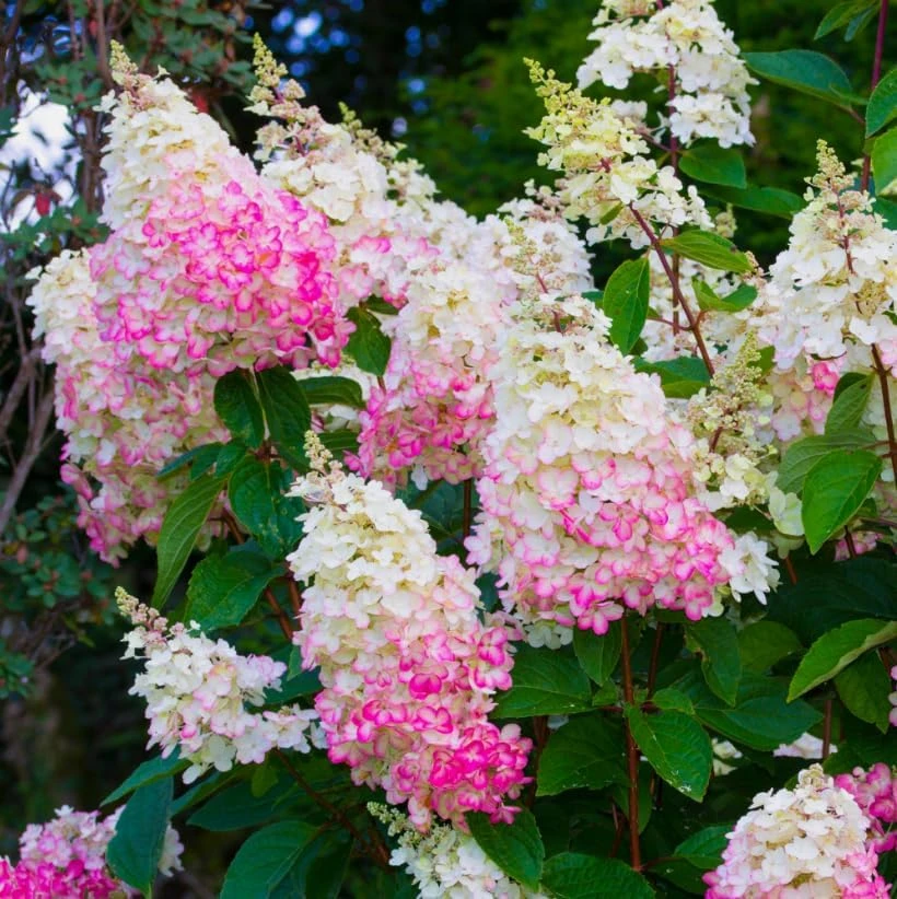 Hydrangea Paniculata Live Plant – Cold Hardy Shrub, 6-12" Tall, Quart Pot, Outdoor - Image 5
