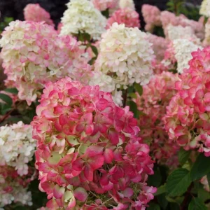 Hydrangea Paniculata Live Plant – Cold Hardy Shrub, 6-12