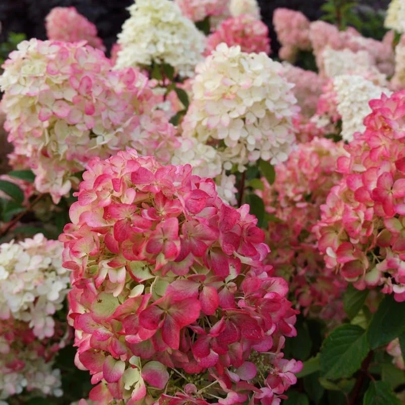 Hydrangea Paniculata Live Plant – Cold Hardy Shrub, 6-12" Tall, Quart Pot, Outdoor - Image 6