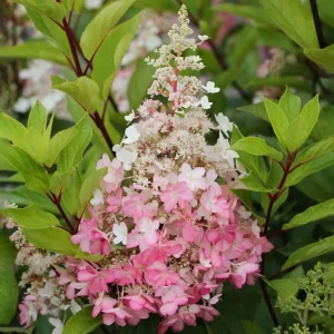 Hydrangea Paniculata Live Plant – Cold Hardy Shrub, 6-12
