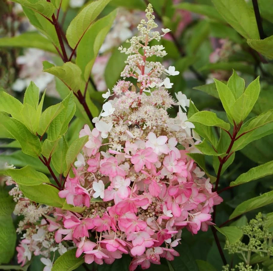 Hydrangea Paniculata Live Plant – Cold Hardy Shrub, 6-12" Tall, Quart Pot, Outdoor - Image 7