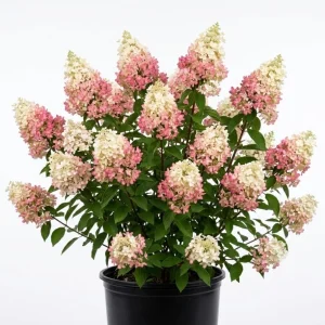 Hydrangea Paniculata Live Plant – Cold Hardy Shrub, 6-12" Tall, Quart Pot, Outdoor - Image 1