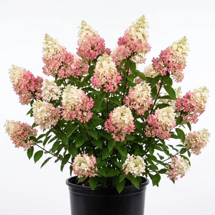 Hydrangea Paniculata Live Plant – Cold Hardy Shrub, 6-12" Tall, Quart Pot, Outdoor - Image 1