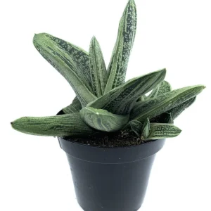 Gasteria Hybrid Aloe Live Plant - 6 inch Potted Succulent Houseplant