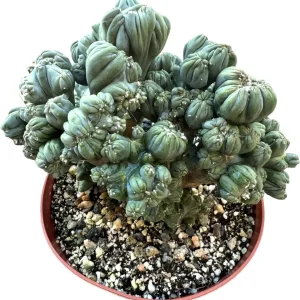 Ming Thing Cactus Live Plant - Cereus Forbesii Monstrose, 2 Gallon