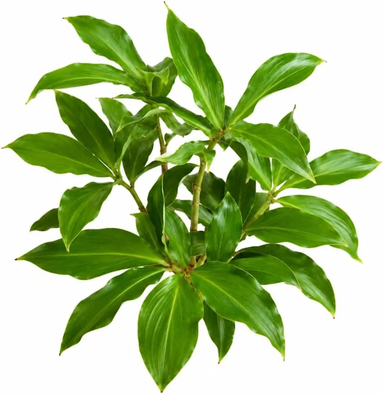 Insulin Plant Roots – Pack of 6 Fresh Bare Roots, 5 Inch – Rare Herbal Plant - Image 1