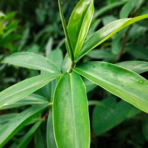 Insulin Plant Roots - Pack of 6 Fresh Cuttings, 5 Inch, Rare Herb - Image 7
