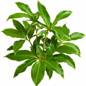 Insulin Plant Roots - Pack of 6 Fresh Cuttings, 5 Inch, Rare Herb - Image 1
