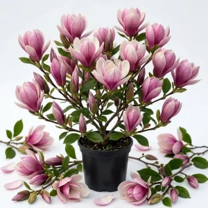 Jane Magnolia Shrub Tree 12-18" Tall - Fragrant Pink Purple Blooms, Live Plant in Gallon Pot, Outdoor - Image 1