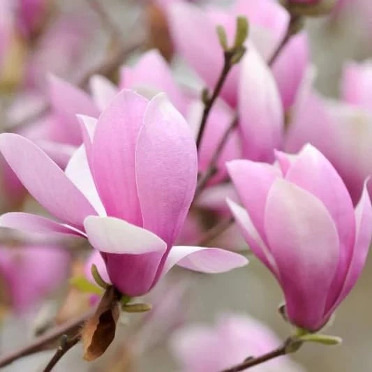 Jane Magnolia Shrub Tree Live Plant – 12-18" Tall, Gallon Pot – Fragrant Pink Purple Outdoor - Image 2