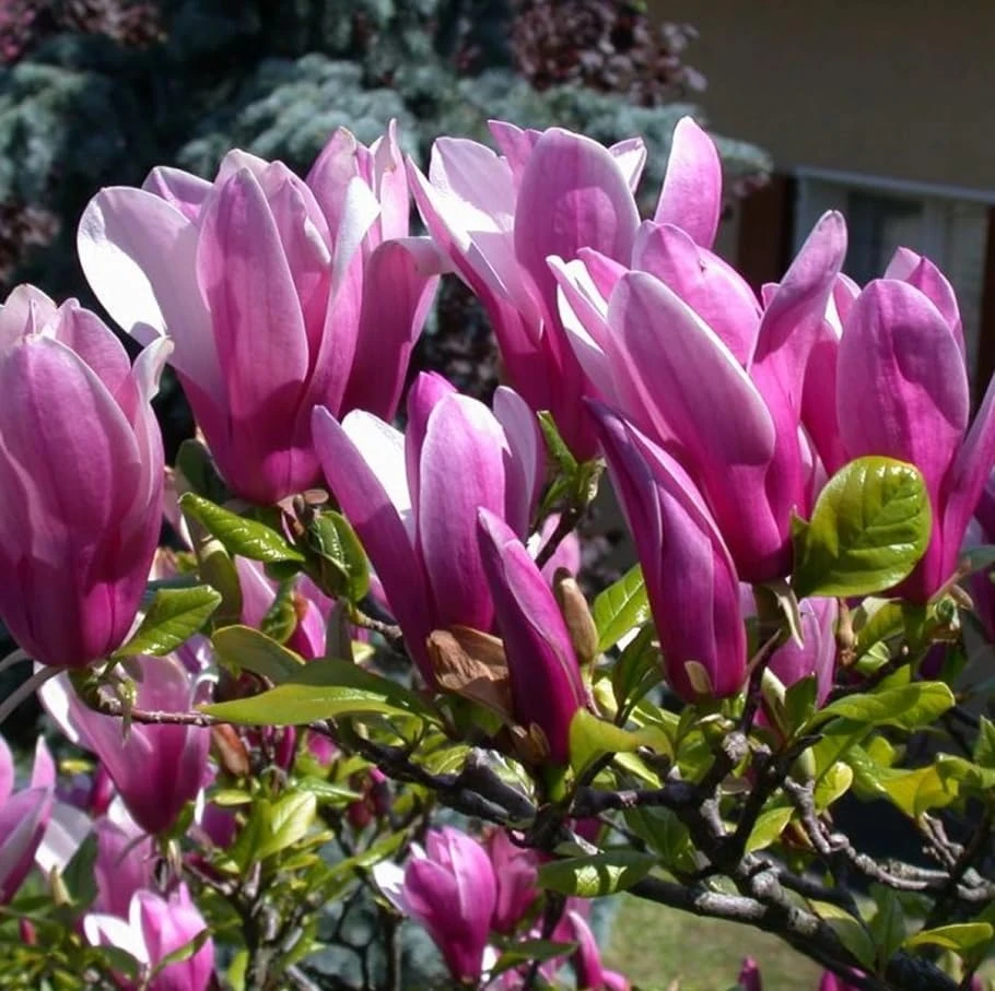 Jane Magnolia Shrub Tree Live Plant – 12-18" Tall, Gallon Pot – Fragrant Pink Purple Outdoor - Image 4