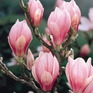 Jane Magnolia Shrub Tree Live Plant – 12-18