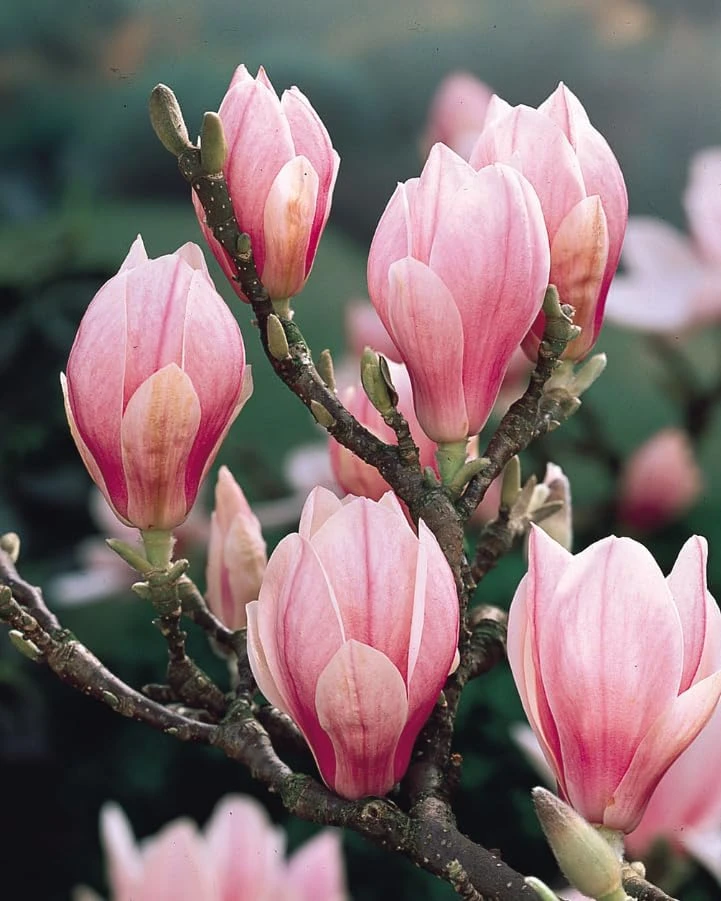 Jane Magnolia Shrub Tree Live Plant – 12-18" Tall, Gallon Pot – Fragrant Pink Purple Outdoor - Image 5