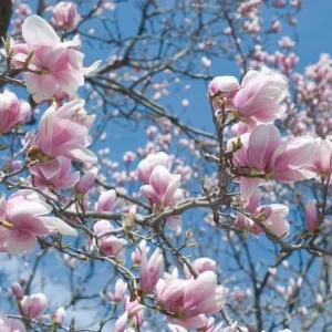 Jane Magnolia Shrub Tree Live Plant – 12-18