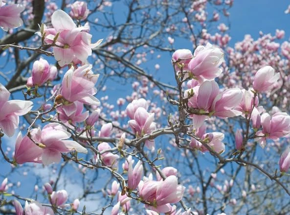 Jane Magnolia Shrub Tree Live Plant – 12-18" Tall, Gallon Pot – Fragrant Pink Purple Outdoor - Image 6