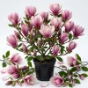 Jane Magnolia Shrub Tree Live Plant – 12-18" Tall, Gallon Pot – Fragrant Pink Purple Outdoor - Image 1