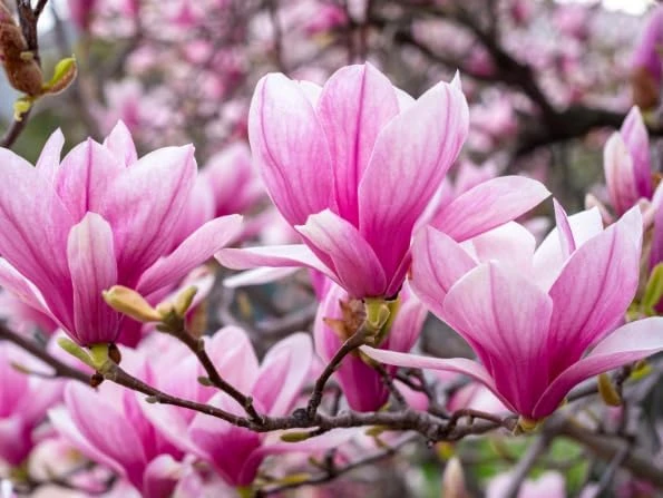 Jane Magnolia Shrub Tree Live Plant – 12-18" Tall, Gallon Pot – Fragrant Pink Purple Outdoor - Image 7