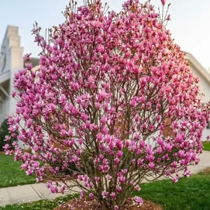 Jane Magnolia Shrub Tree Live Plant 5-14" Tall – Fragrant Purple Pink Lily Bloom – Outdoor - Image 2