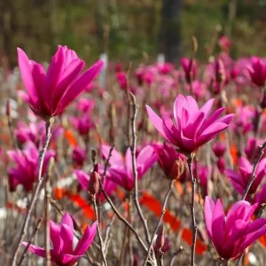 Jane Magnolia Tree Live Plant - Purple Pink Flowers - 6-12
