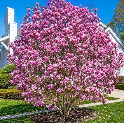 Jane Magnolia Tree Live Plant - Purple Pink Flowers - 1-2 ft Tall Gallon Pot Outdoor Shrub - Image 3