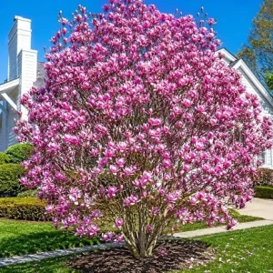 Jane Magnolia Tree Live Plant - Purple Pink Flowers - 1-2 ft Tall Gallon Pot Outdoor Shrub - Image 4