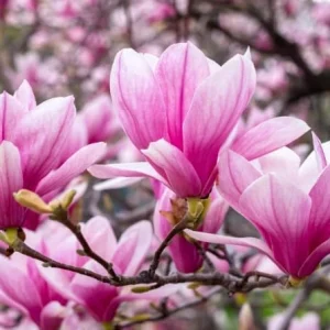 Jane Magnolia Tree Live Plant - Purple Pink Flowers - 6-12