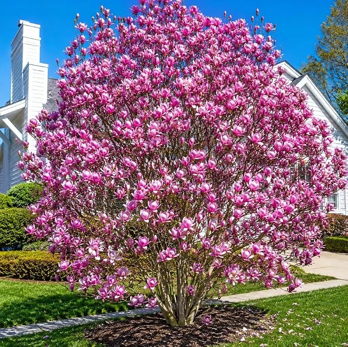 Jane Magnolia Tree Live Plant - Purple Pink Flowers - 1-2 ft Tall Gallon Pot Outdoor Shrub - Image 7