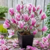 Jane Magnolia Tree Live Plant - Purple Pink Flowers - 6-12" Tall 2.5" Pot - Outdoor Shrub - Image 1